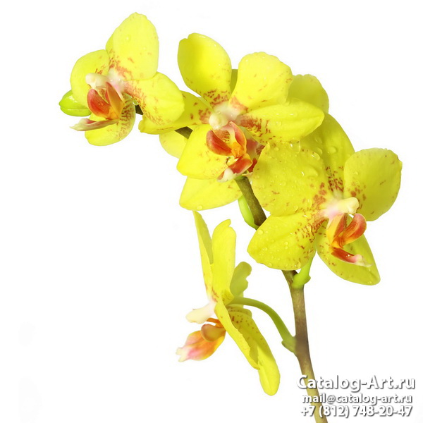 Yellow orchids 8